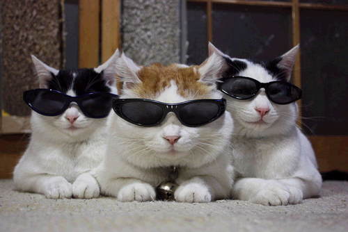cats_in_shades.jpg